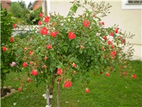 10e07db0-Picture 2294.jpg